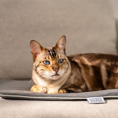 Beurer PetCare PP 210 Lilli S varmemåtte grå 35x20 cm