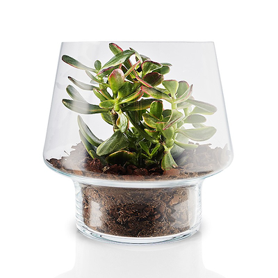 Eva Solo sukkulent glasvase klar glas 21 cm