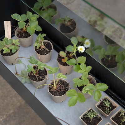 Eva Solo Simply Grow spirekasse sort 80x63x33 cm