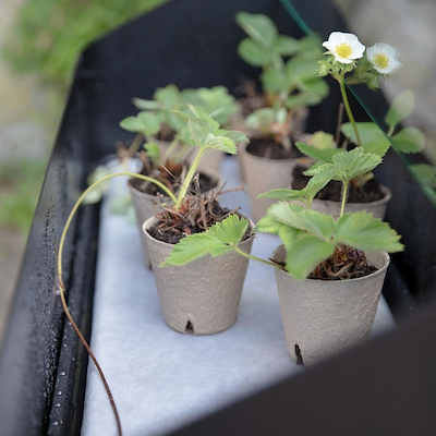 Eva Solo Simply Grow spirekasse sort 80x63x33 cm