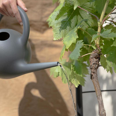 Eva Solo Simply Grow espalier sort