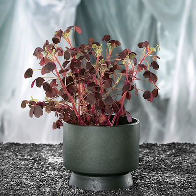 Rosendahl urtepotteskjuler genbrugsplast mørkegrøn 12 cm