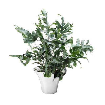 Georg Jensen Bloom Botanica urtepotteskjuler mellem