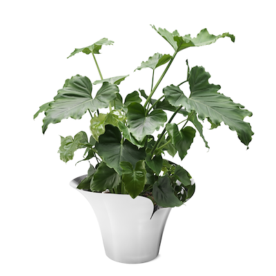 Georg Jensen Bloom Botanica urtepotteskjuler stor