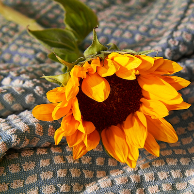 Juna Check vaskeklud lyseblå/sand 30x30 cm