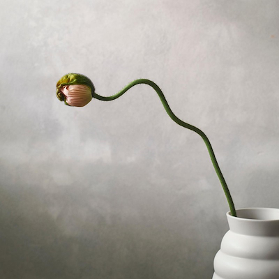 Knabstrup Keramik Tortus Archie vase No2 hvid H23.5 cm