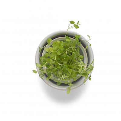 Knabstrup keramik Tavola syltekrukke hvid